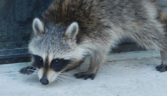 Raccoon Removal in Mishawaka