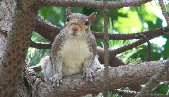 Squirrel Removal in Mishawaka